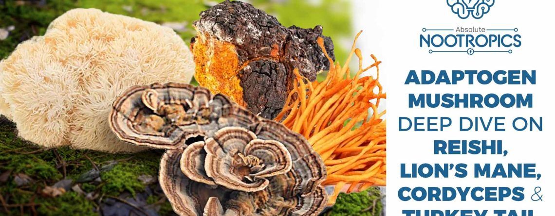 Adaptogen Mushroom Deep Dive on Reishi, Lion’s Mane, Cordyceps & Turkey Tail
